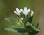 Corn gromwell